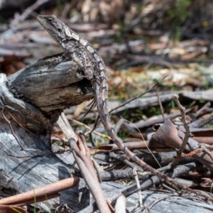 Amphibolurus muricatus at Tennent, ACT - 6 Oct 2019