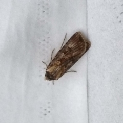 Agrotis munda (Brown Cutworm) at Kambah, ACT - 10 Oct 2019 by GirtsO