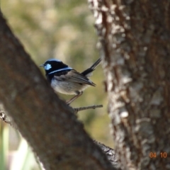 Malurus cyaneus (Superb Fairywren) at Red Hill, ACT - 4 Oct 2019 by TomT