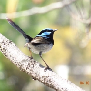 Malurus cyaneus at Red Hill, ACT - 4 Oct 2019