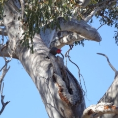 Callocephalon fimbriatum (Gang-gang Cockatoo) at GG48 - 3 Oct 2019 by TomT