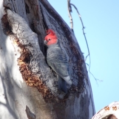 Callocephalon fimbriatum at Deakin, ACT - 4 Oct 2019