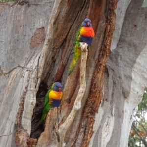 Trichoglossus moluccanus at Hughes, ACT - 11 Oct 2019