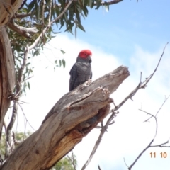 Callocephalon fimbriatum (Gang-gang Cockatoo) at Hughes, ACT - 11 Oct 2019 by TomT