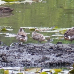 Malacorhynchus membranaceus (Pink-eared Duck) at Bega, NSW - 11 Oct 2019 by MatthewHiggins