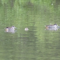 Malacorhynchus membranaceus (Pink-eared Duck) at Bega, NSW - 11 Oct 2019 by MatthewHiggins
