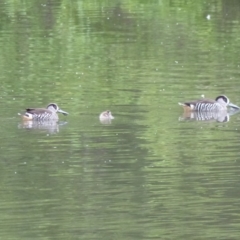 Malacorhynchus membranaceus (Pink-eared Duck) at Bega, NSW - 11 Oct 2019 by MatthewHiggins