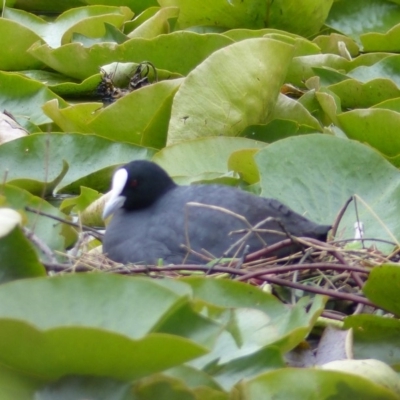 Fulica atra (Eurasian Coot) at Bega, NSW - 11 Oct 2019 by MatthewHiggins