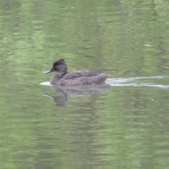 Stictonetta naevosa (Freckled Duck) at Bega, NSW - 11 Oct 2019 by MatthewHiggins