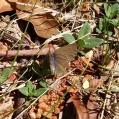 Zizina otis (Common Grass-Blue) at Mount Clear, ACT - 10 Oct 2019 by KMcCue