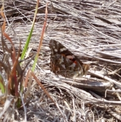 Vanessa kershawi (Australian Painted Lady) at Mount Clear, ACT - 9 Oct 2019 by KMcCue