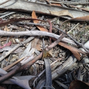 Trapezites phigalia at Mount Clear, ACT - 10 Oct 2019 01:35 PM