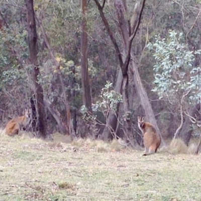 Notamacropus rufogriseus (Red-necked Wallaby) at Mount Clear, ACT - 10 Oct 2019 by KMcCue