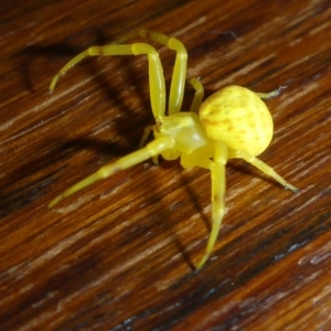 Thomisidae (family) at Aranda, ACT - 19 Dec 2015