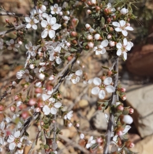 Gaudium multicaule at Gundaroo, NSW - 21 Oct 2019 01:05 PM