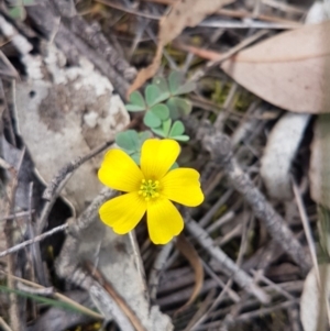 Oxalis sp. at Gundaroo, NSW - 7 Oct 2019