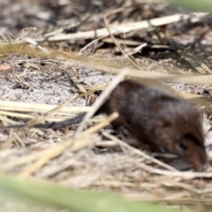 Antechinus mimetes mimetes (Dusky Antechinus) at Guerilla Bay, NSW - 10 Oct 2019 by jb2602