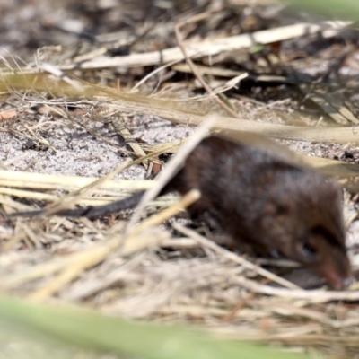 Antechinus mimetes mimetes (Dusky Antechinus) at Guerilla Bay, NSW - 10 Oct 2019 by jbromilow50