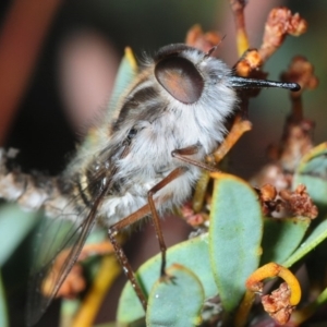 Apiocera sp. (genus) at Hackett, ACT - 10 Oct 2019 04:51 PM