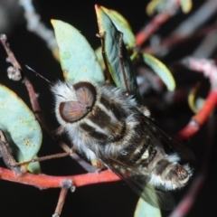 Apiocera sp. (genus) at Hackett, ACT - 10 Oct 2019 04:51 PM