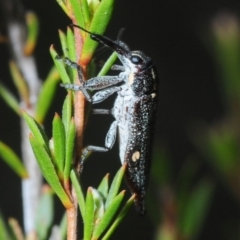 Rhinotia bidentata (Two-spot Rhinotia weevil) at Hackett, ACT - 10 Oct 2019 by Harrisi