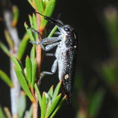 Rhinotia bidentata (Two-spot Rhinotia weevil) at Hackett, ACT - 10 Oct 2019 by Harrisi