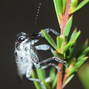 Rhinotia bidentata at Hackett, ACT - 10 Oct 2019 04:05 PM