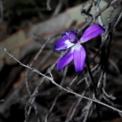 Glossodia major at Hackett, ACT - 10 Oct 2019