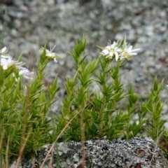 Stellaria pungens (Prickly Starwort) at Amaroo, ACT - 11 Oct 2019 by Harrisi