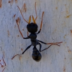 Myrmecia sp., pilosula-group (Jack jumper) at Hawker, ACT - 9 Oct 2019 by Kurt