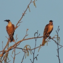 Philemon corniculatus (Noisy Friarbird) at Tuggeranong Creek to Monash Grassland - 2 Oct 2019 by michaelb