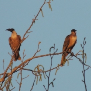 Philemon corniculatus at Monash, ACT - 2 Oct 2019 07:56 PM