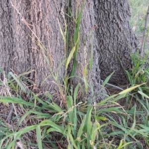 Ehrharta erecta at Monash, ACT - 2 Oct 2019 07:53 PM