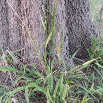 Ehrharta erecta (Panic Veldtgrass) at Tuggeranong Creek to Monash Grassland - 2 Oct 2019 by michaelb