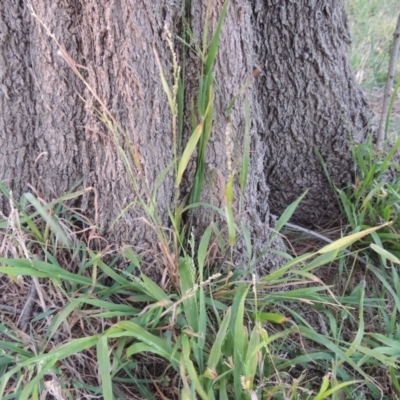 Ehrharta erecta (Panic Veldtgrass) at Monash, ACT - 2 Oct 2019 by MichaelBedingfield