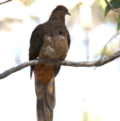 Macropygia phasianella (Brown Cuckoo-dove) at Rosedale, NSW - 10 Oct 2019 by jbromilow50