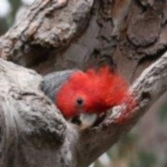 Callocephalon fimbriatum (Gang-gang Cockatoo) at Acton, ACT - 12 Oct 2019 by redsnow