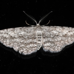 Phelotis cognata (Long-fringed Bark Moth) at Rosedale, NSW - 10 Oct 2019 by jbromilow50