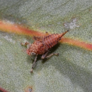 Cicadellidae (family) at Hackett, ACT - 24 Sep 2019 12:08 PM