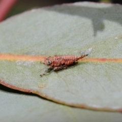 Cicadellidae (family) at Hackett, ACT - 24 Sep 2019 12:08 PM