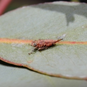 Cicadellidae (family) at Hackett, ACT - 24 Sep 2019