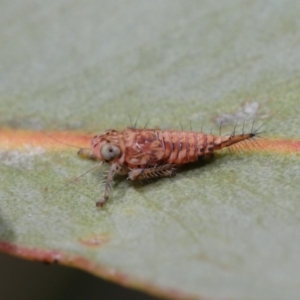 Cicadellidae (family) at Hackett, ACT - 24 Sep 2019