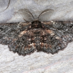 Pholodes sinistraria (Sinister or Frilled Bark Moth) at Rosedale, NSW - 10 Oct 2019 by jb2602