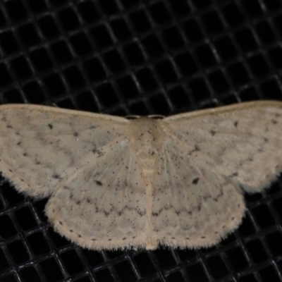 Scopula optivata (Varied Wave) at Rosedale, NSW - 10 Oct 2019 by jbromilow50
