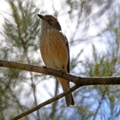 Pachycephala rufiventris (Rufous Whistler) at Fyshwick, ACT - 11 Oct 2019 by RodDeb