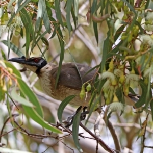 Philemon corniculatus at Fyshwick, ACT - 11 Oct 2019