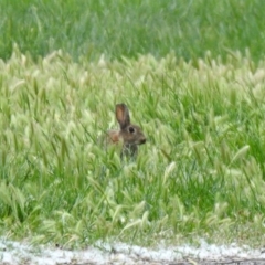 Oryctolagus cuniculus (European Rabbit) at Fyshwick, ACT - 11 Oct 2019 by RodDeb