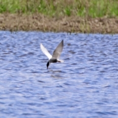 Chlidonias hybrida (Whiskered Tern) at Fyshwick, ACT - 11 Oct 2019 by RodDeb