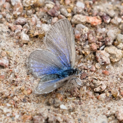 Zizina otis (Common Grass-Blue) at Tuggeranong DC, ACT - 12 Oct 2019 by Marthijn