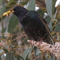 Sturnus vulgaris (Common Starling) at Urambi Hills - 12 Oct 2019 by Marthijn